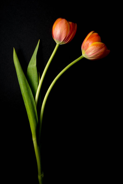 ornamento di diversi fiori colorati in vaso e primo piano - Foto, immagini