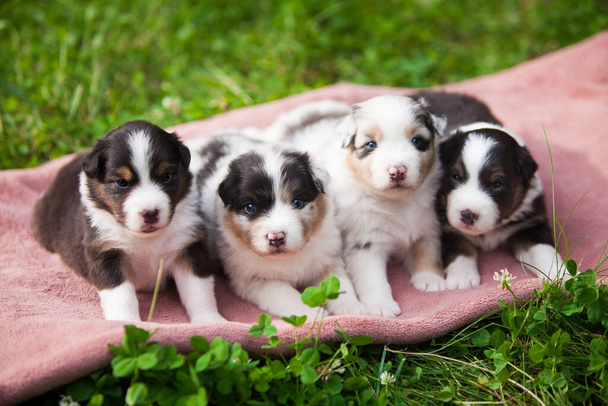 Litter of newborn Australian Shepherd puppies - Photo, Image