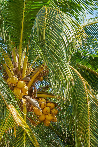 A tropical palm tree with coconuts in the sun with a blue sky in the background - Foto, Imagen