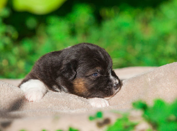 Newborn tricolor Australian Shepherd puppy - Photo, Image