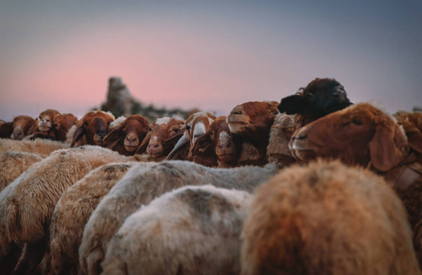 Closeup photo of a sheep paddock on the pasture. Many cute ewes graze in the evening in mild pink sunset light. Farming and agriculture. - Zdjęcie, obraz