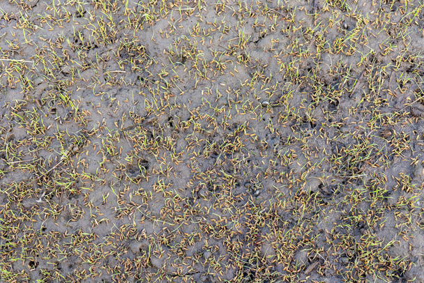 Πρώιμο στάδιο βλάστησης του ρυζιού στο πεδίο closeup - Φωτογραφία, εικόνα