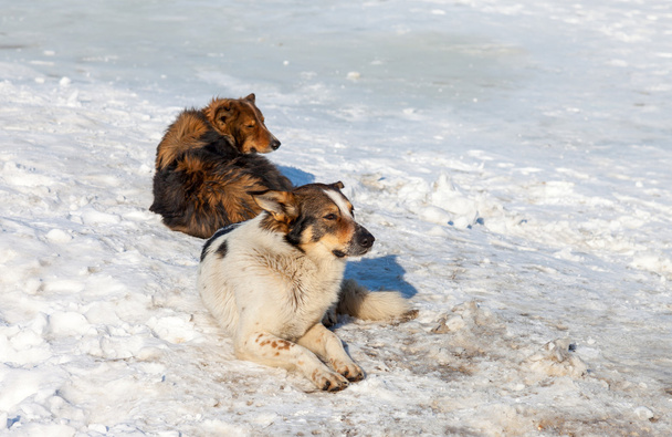 Perros callejeros descansando en la nieve en el día de invierno
 - Foto, imagen
