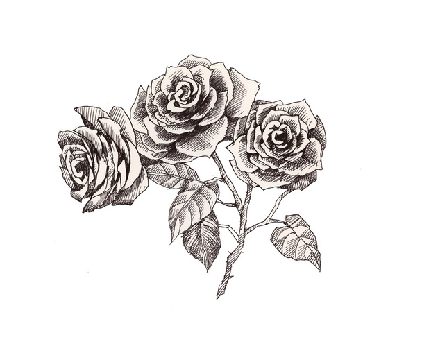 Hand drawn garden roses flowers - Fotoğraf, Görsel