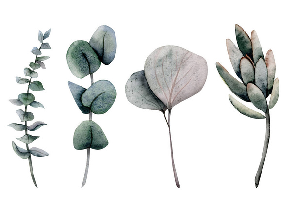 Akvarel eukalyptu větve sadu různých druhů listů. Ručně malované stříbrné ilustrační prvky. Květinová kresba izolované na bílém pozadí. - Fotografie, Obrázek