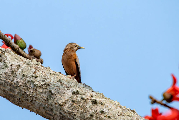 Chestnut-tailed starling Sturnia malabarica, also called grey-headed starling and grey-headed myna observed in Gajoldaba in West Bengal, India - Photo, Image