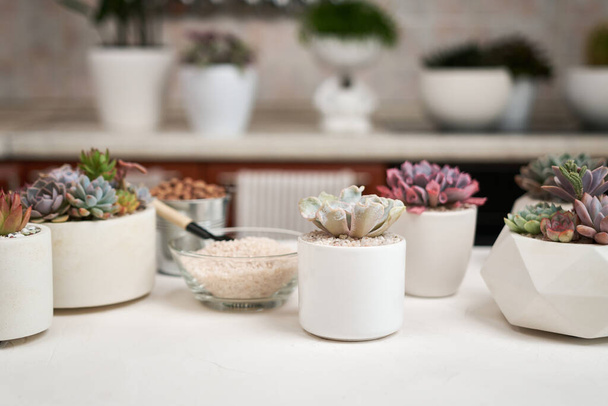 Home gardener transplanting succulent plant in ceramic pots on a table. - Foto, afbeelding