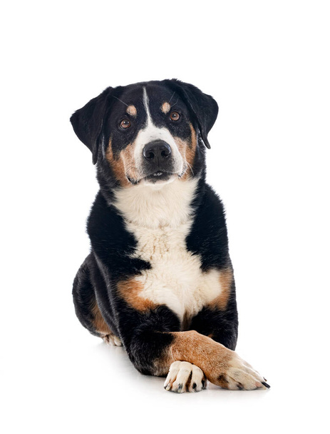 adulto Appenzeller Sennenhund na frente de fundo branco - Foto, Imagem