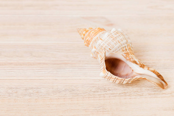 Beach seashells on colored background. Mock up with copy space. - Foto, Bild