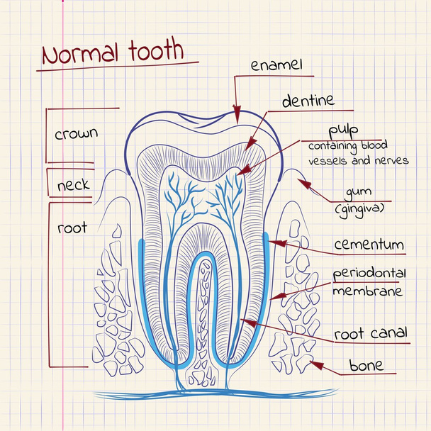 tooth structure - Vector, Image