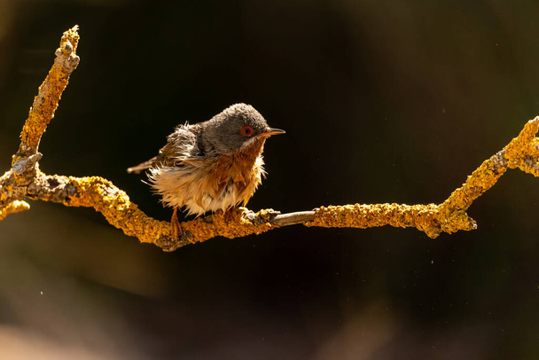 Subalpine warbler - Sylvia cantillans, perched on a tree branch on a plain background - Photo, Image