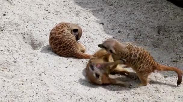 Meerkat, Suricata suricatta ugrálnak és harcolnak egymással. - Felvétel, videó