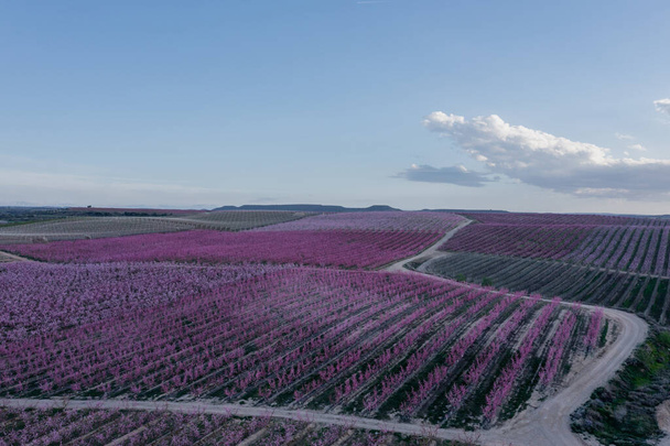 Vista aérea de los campos de melocotón en flor rosa en primavera, en Aitona, Cataluña, España - Foto, imagen