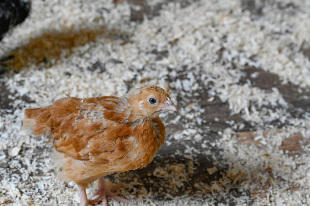 Junge Hühner namens Hedemora-Hühner in Kumla Schweden 29. Mai 2023 - Foto, Bild