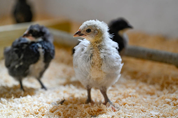 Jeunes poulets appelés poulets Hedemora à Kumla en Suède 29 mai 2023 - Photo, image