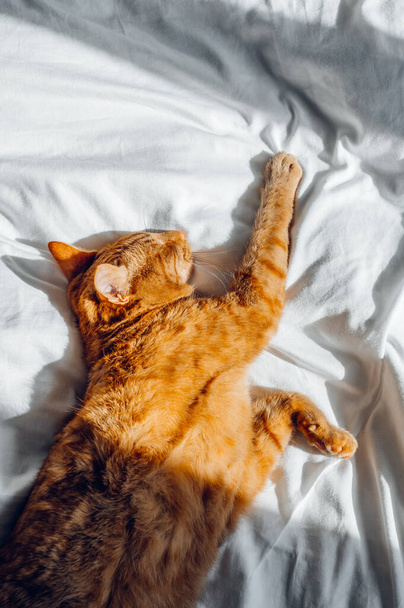 Cute ginger cat sleeps on white bed under the duvet - 写真・画像