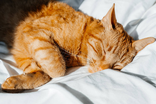 Cute ginger cat sleeps on white bed under the duvet - Fotoğraf, Görsel