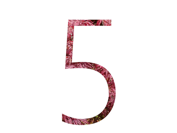 Number 5 of the alphabet made with red leaves, isolated on a white background - Foto, immagini