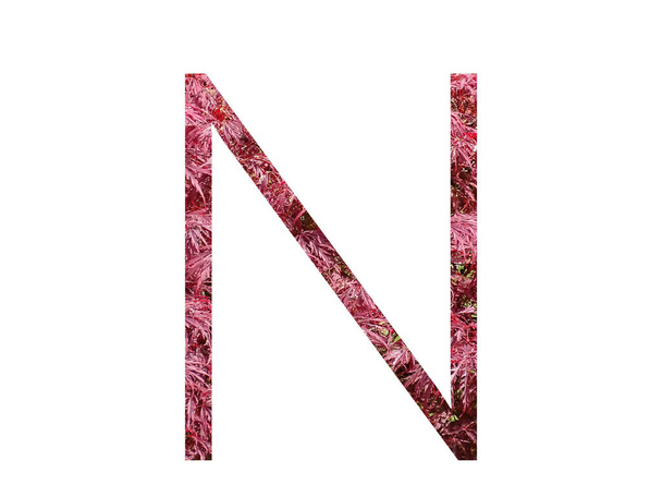 Letter N of the alphabet made with red leaves, isolated on a white background - Fotó, kép