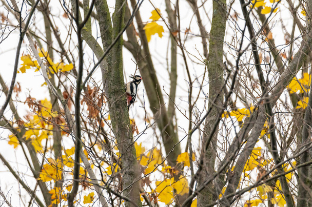 bird animal woodpecker tit climbing sitting on a tree in the Czech Republic - Zdjęcie, obraz