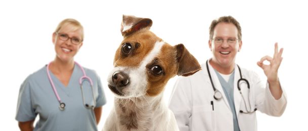 Jack Russell Terrier y los veterinarios detrás
 - Foto, imagen