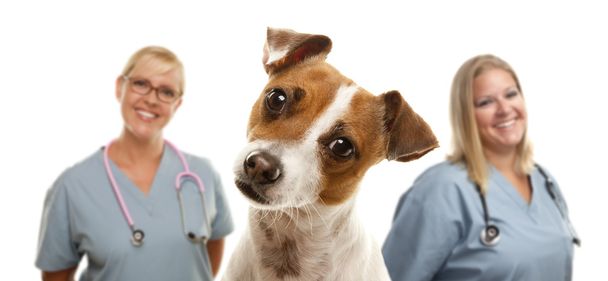 Jack russell terrier y veterinarios detrás - Foto, afbeelding