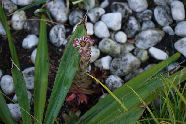 Το Sempervivum tectorum είναι ένα γένος ανθοφόρων φυτών της οικογένειας Crassulaceae, κοινώς γνωστό ως houseleeks. Είναι παχύφυτα πολυετή που σχηματίζουν στρώματα αποτελούμενα από φουντωτά φύλλα σε ροζέτες. Βερολίνο, Γερμανία - Φωτογραφία, εικόνα