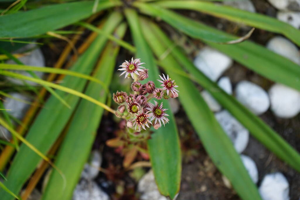 Sempervivum tectorumは、一般的にハウゼリークとして知られている科のCrassuleace属の開花植物の属です。ロゼット状に房状の葉で構成された多肉植物多年草です。ドイツ - 写真・画像