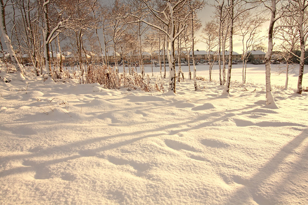 Beautiful trees covered with snow - Фото, зображення
