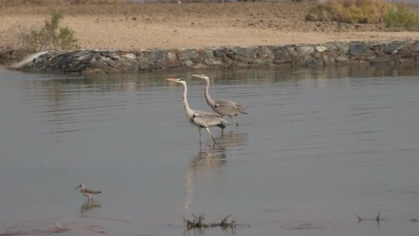 Ένα ζευγάρι γκρίζων ερωδιών (Ardea cinerea), κάνει μια συγχρονισμένη βόλτα στα ρηχά νερά της λίμνης στο καταφύγιο άγριας ζωής Ras al khor στο Ντουμπάι, Ηνωμένα Αραβικά Εμιράτα. Αργή κίνηση βίντεο HD. - Πλάνα, βίντεο