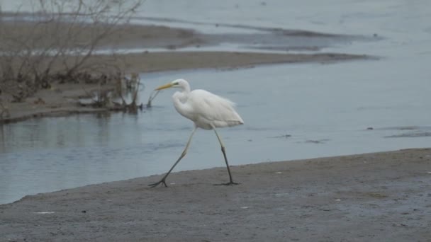 Lone Great egret (Ardea alba), caminando a lo largo de las orillas del lago en el santuario de vida silvestre Ras al khor en Dubai, Emiratos Árabes Unidos. Cámara lenta de vídeo de alta definición. - Metraje, vídeo
