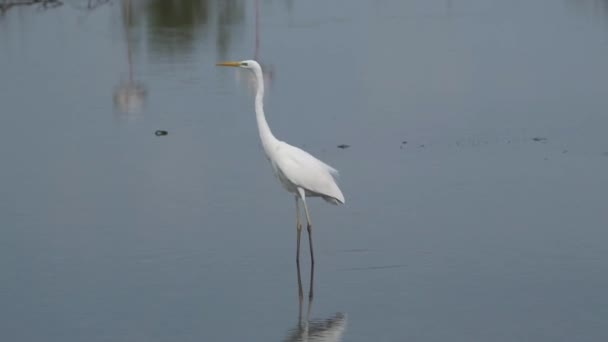 Lone Great egret (Ardea alba), που πετούν μακριά από τα ρηχά νερά της λίμνης στο Ras al khor καταφύγιο άγριας ζωής στο Ντουμπάι, Ηνωμένα Αραβικά Εμιράτα. Αργή κίνηση βίντεο HD. - Πλάνα, βίντεο