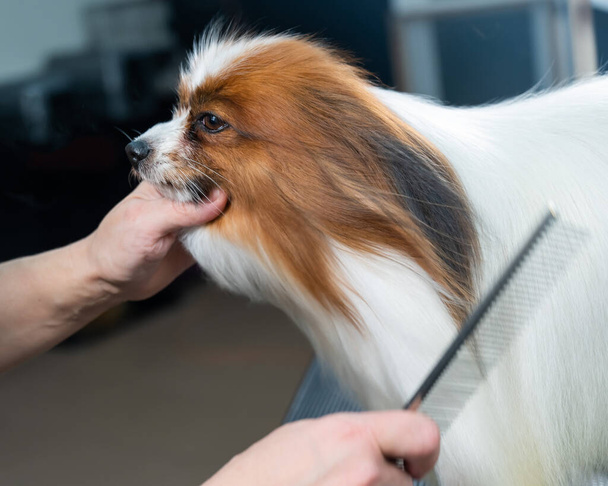 The woman combs the dog. Portrait of Papillon Continental Spaniel in the grooming salon - Foto, Bild