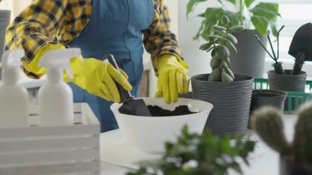 Utazás egy új otthonba egy videóban, amely bemutatja az új edényekbe ültetett növényeket, felkészülve az új környezetbe való költözésre és alkalmazkodásra. Egy nő virágcserépekkel dolgozik otthon. Kiváló minőségű 4k - Felvétel, videó
