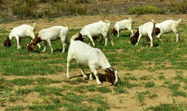 Pâturage de chèvres près de la petite ville de Wupperthal dans le Cap occidental de l'Afrique du Sud - Photo, image