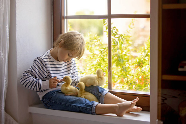 Beautiful preschool boy, playing with little ducks on the window at home, springtime - Фото, изображение