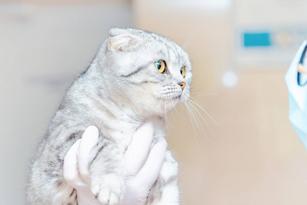 Ένας κτηνίατρος χέρια ή νοσοκόμα κρατώντας ένα χαριτωμένο γάτα στα χέρια της σε ένα κτηνιατρικό κλινικό.Scottish φυλή γάτα στο κτηνιατρικό κλινικό.Κοντινό πλάνο. - Φωτογραφία, εικόνα