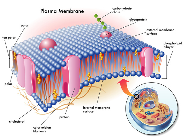 Membrana plasmática
 - Vector, imagen