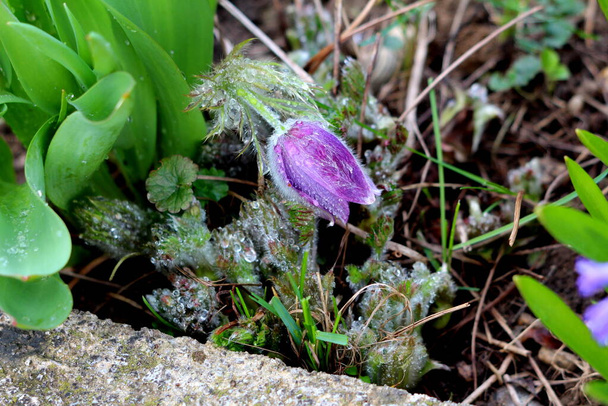 Pulsatilla vulgaris or Pasque flower or Pasqueflower or European pasqueflower or Danes blood herbaceous perennial plant with violet bell-shaped flower on top of long soft silver grey hairy stem and finely dissected arranged in a rosette leaves - Photo, Image