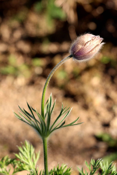 Single Pulsatilla vulgaris or Pasque flower or Pasqueflower or European pasqueflower or Danes blood herbaceous perennial plant with violet to brown bell-shaped flower on top of long soft silver grey hairy stem and finely dissected arranged - Photo, Image