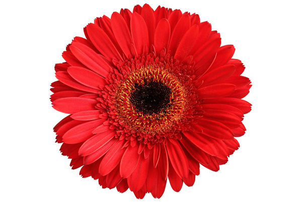piros gerbera fehér alapon - Fotó, kép