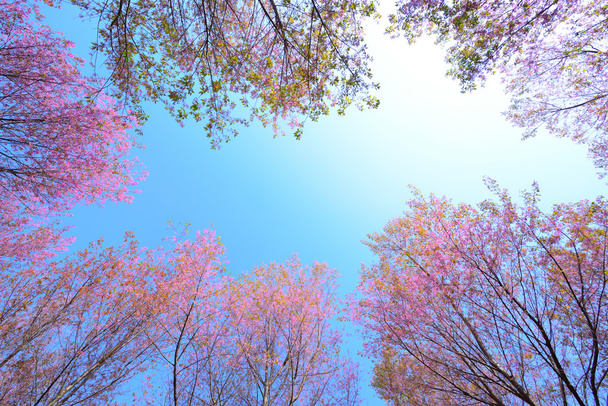 marco de cerezo himalaya salvaje, flores de cerezo rosa con Blue Sk
 - Foto, imagen