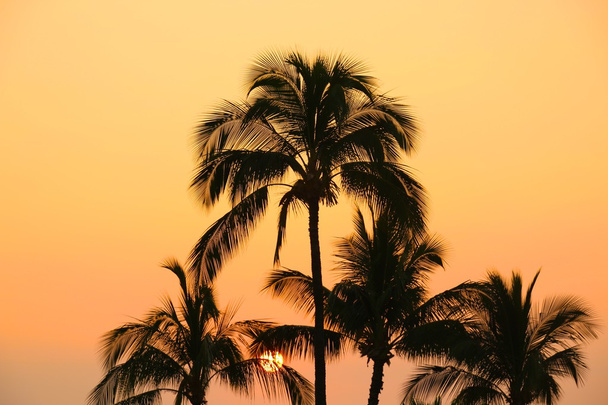 Oranžový Maui Sunset - Fotografie, Obrázek