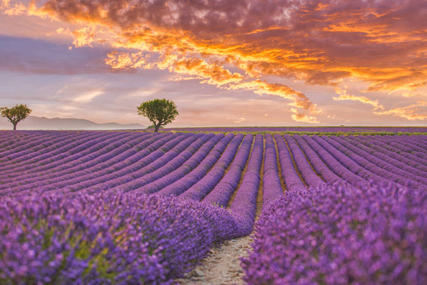 Schöne Naturlandschaft. Atemberaubende Landschaft mit Lavendelfeld bei Sonnenuntergang. Blühende violett duftende Lavendelblüten mit Sonnenstrahlen am warmen Abendhimmel. Erstaunlich malerische, ruhige Szenerie - Foto, Bild