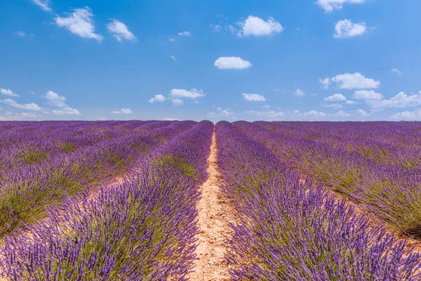 Blooming lavender field under the bright summer sky. Stunning landscape with lavender field at sunny day. Beautiful violet fragrant lavender flowers. Amazing nature landscape, picturesque scenic - Foto, imagen