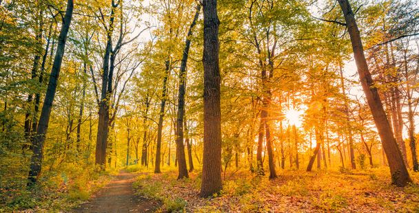 Amazing autumn landscape. Panoramic forest nature. Vivid morning in colorful forest with sun rays orange golden leaves trees. Idyllic sunset, dream fantasy scenic pathway. Beautiful fall park footpath - Photo, Image