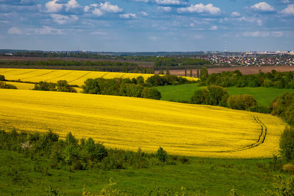 Gelbes Rapsfeld auf dem Feld und malerischer Himmel mit weißen Wolken. Blühende gelbe Rapsblütenwiesen. Rapsernte in der Ukraine. - Foto, Bild