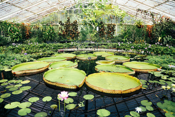 Estufa coberta com plantas, flores e lagoa com folhas gigantes da planta Victoria boliviana. - Foto, Imagem
