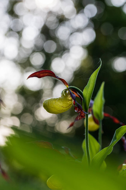 Slipper Orchid - Cypripedium calceolus beautiful yellow flower on a green background with nice bokeh. Wild foto. - Photo, Image