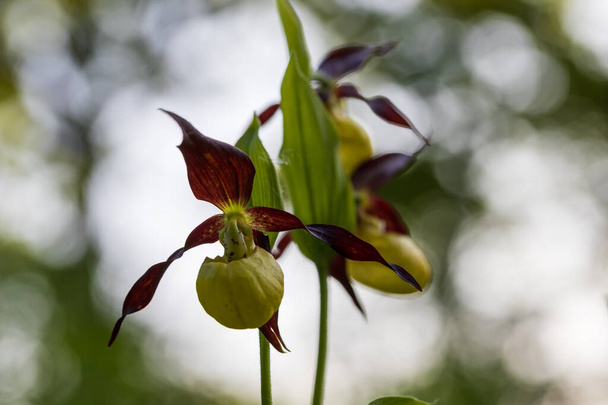 Slipper Orchid - Cypripedium calceolus beautiful yellow flower on a green background with nice bokeh. Wild foto. - Photo, Image